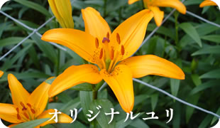 オリジナルユリ